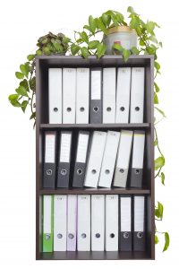 Ivy plant on cabinet of organized binders